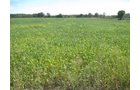 Property photo 37 - 110+/- Acres offered in 4 Tillable Tracts
